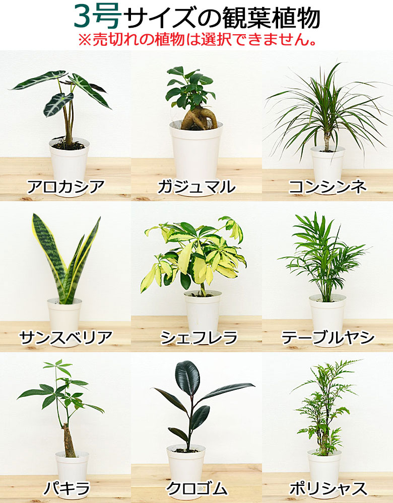 楽天市場】選べる観葉植物2鉢セット 6号3号 鉢カバー付き(6号のみ