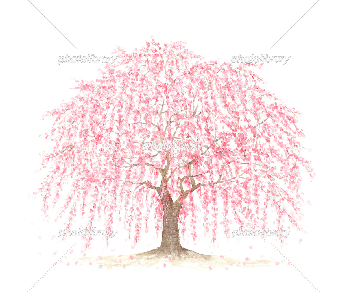大きなしだれ桜の木 水彩イラスト イラスト素材 [6927400] - フォト