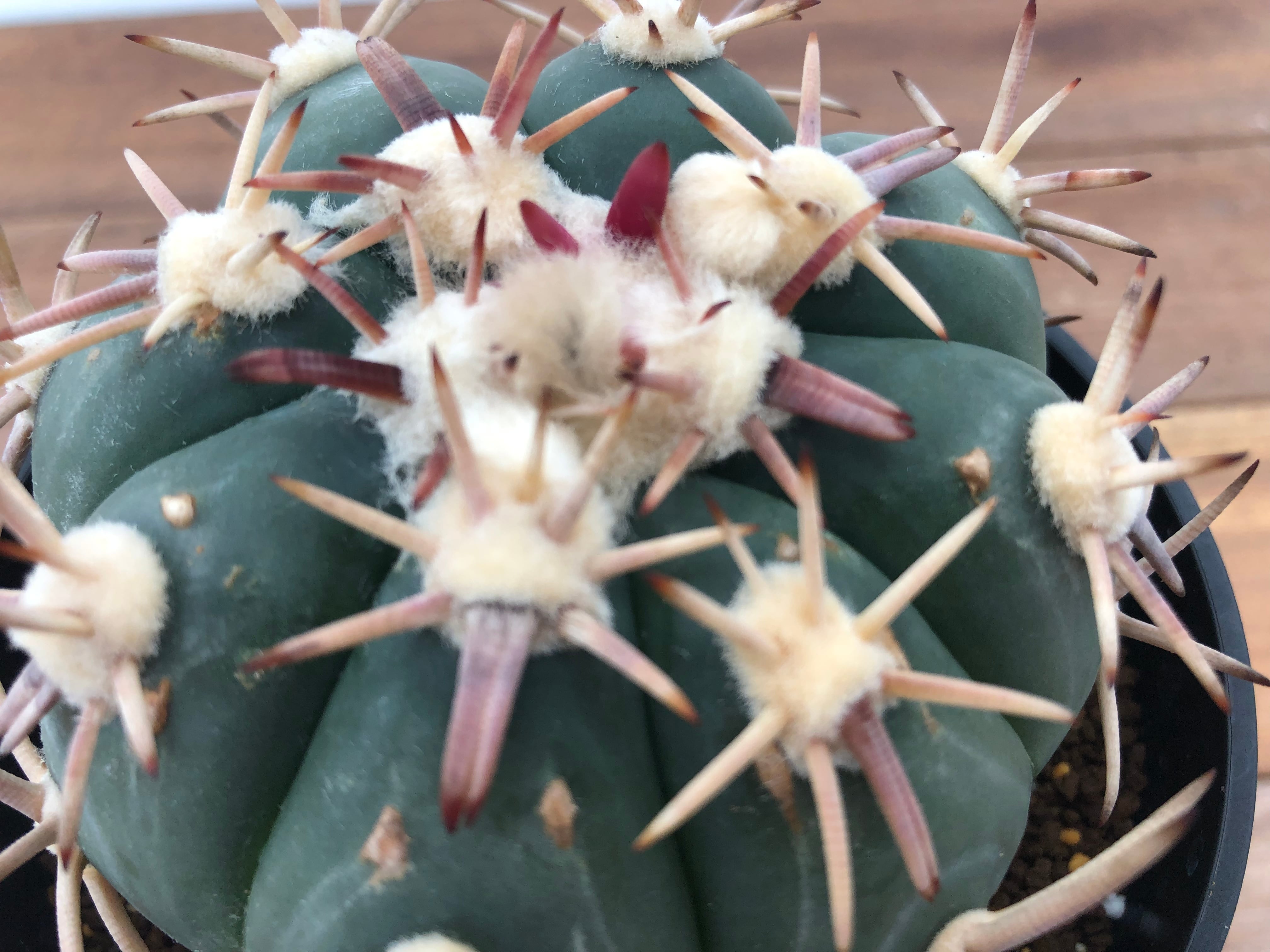 Echinocactus horizonthalonius 白刺翠平丸 サボテン | plants MARU