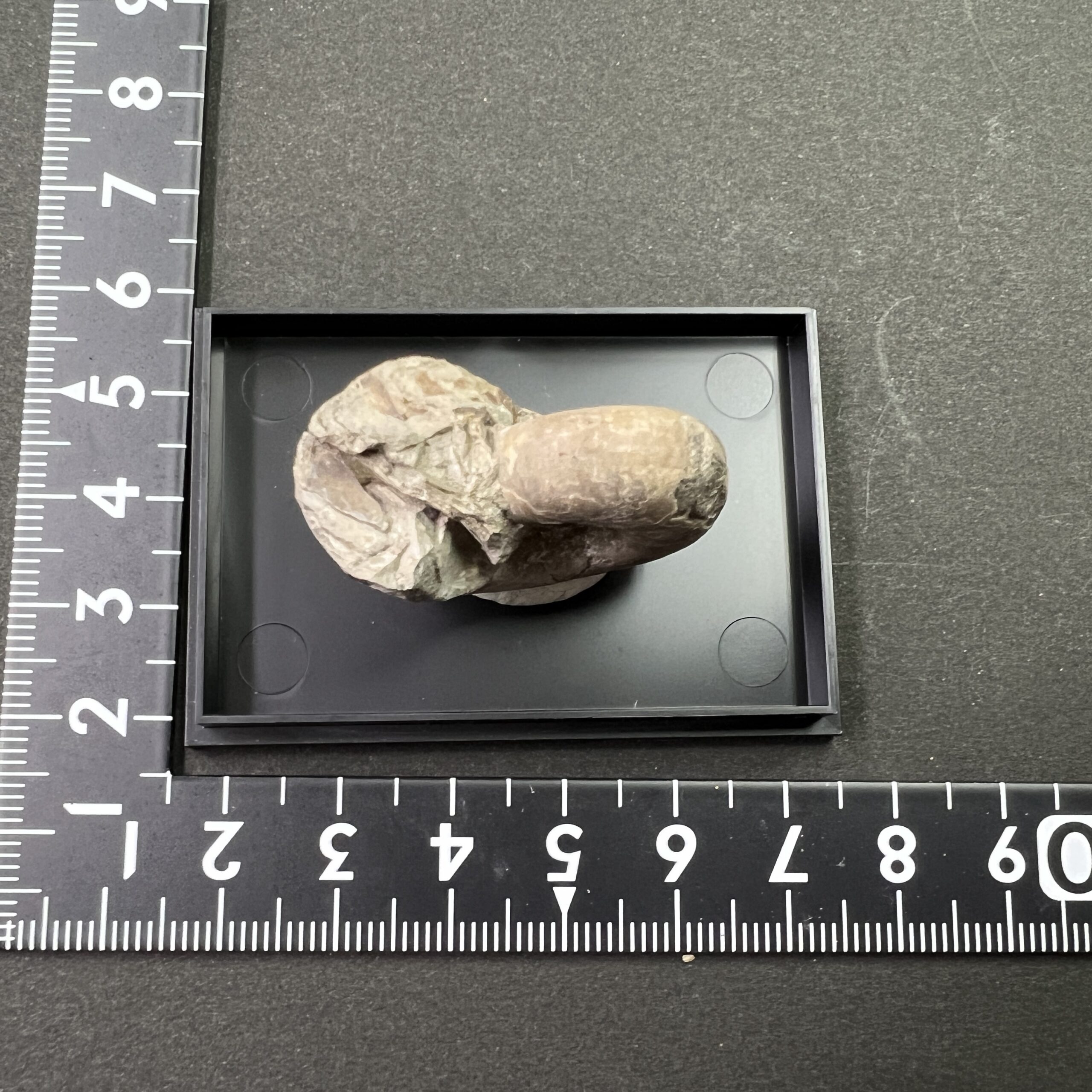 テトラゴニテス グラブルス / 北海道産アンモナイト | クリスタル
