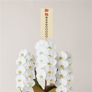 ドライ】スイートピー(白) 品種おまかせ【40cm】｜Flower Smith Market