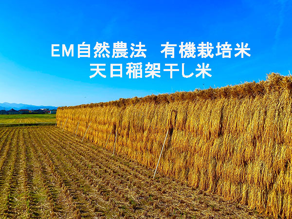 稲わらを販売します。無農薬、有機栽培稲わら、自然太陽光で乾燥の無