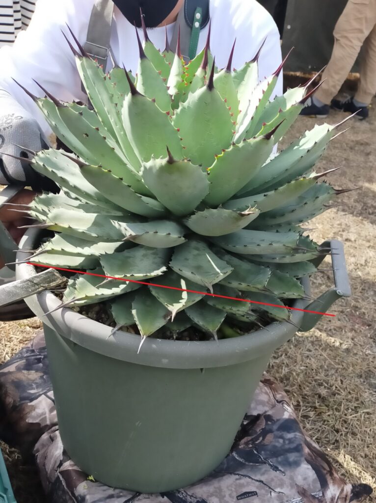 アガベの胴切り天がなかなか発根しないのはナゼ？発根のメカニズムを