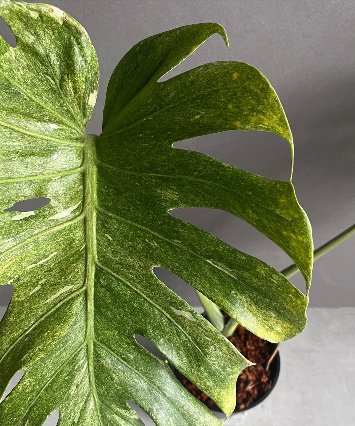 モンステラ プラチナム 「Monstera deliciosa var platinum」54
