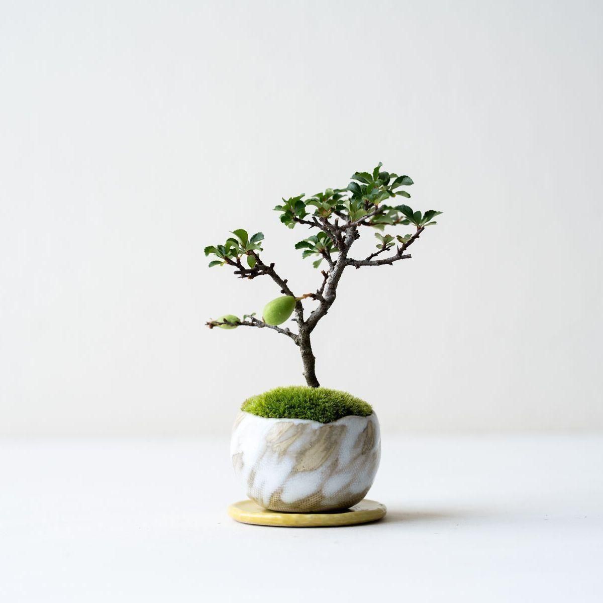長寿梅｜no.001 - 石木花 オンラインストア｜小さな器に大きな自然｜盆栽