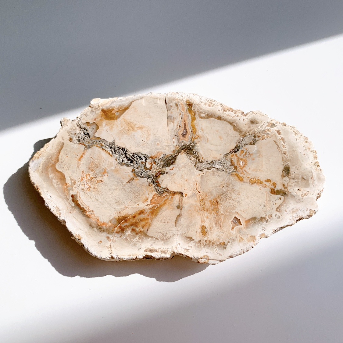 ペトリファイドウッドプレート | プレート | Crystals by Purely