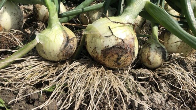 玉ねぎ「レクスター」は今日もおいしい!｜Nii Farm