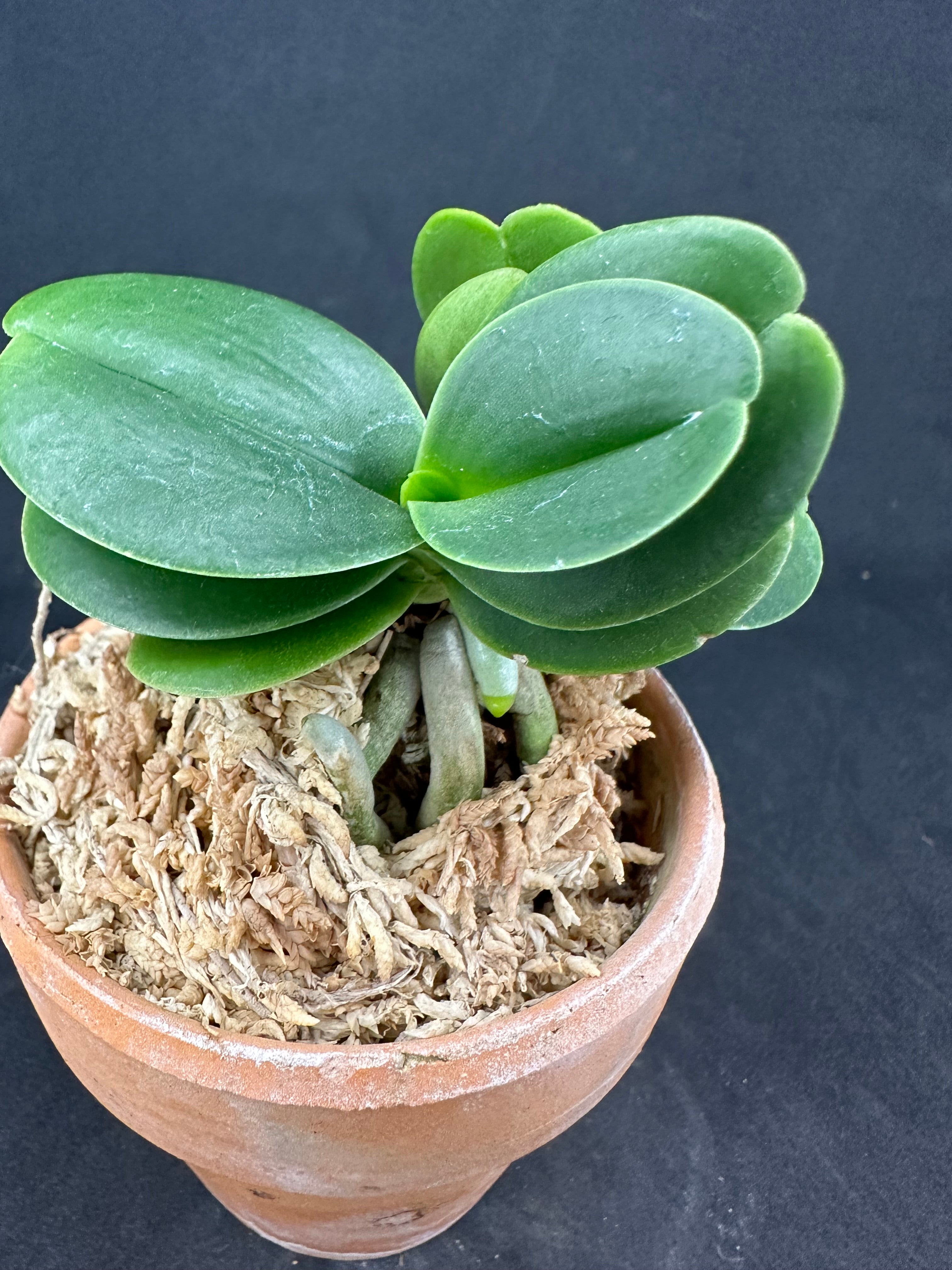 ナゴラン 名護蘭 明丸双子 Sedirea Japonica Minmaru-Twins – シード