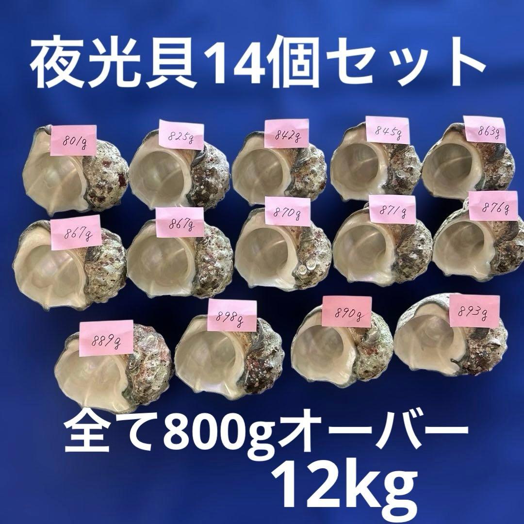 夜光貝　ヤコウ貝　まとめ売り　14個　12、0kg アクセサリー　ルアー 夜光貝 ヤコウ貝 まとめ売り 18個 10、3kg アクセサリー ルアー 大型