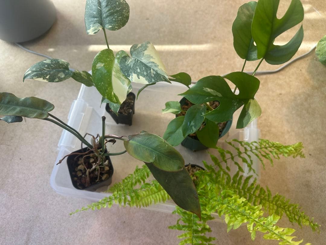 観葉植物セット ミニ観葉植物セット 10329 | The Botanical Collection |レゴ®ストア