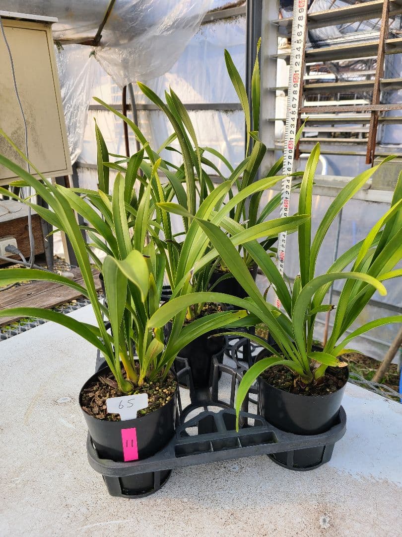 ミスマフェット。花芽合計11個。5鉢セット。蜜蜂誘引蘭。日本蜜蜂 楽天市場】ニホンミツバチ誘引蘭 CYM ミスマフェット 4号サイズ