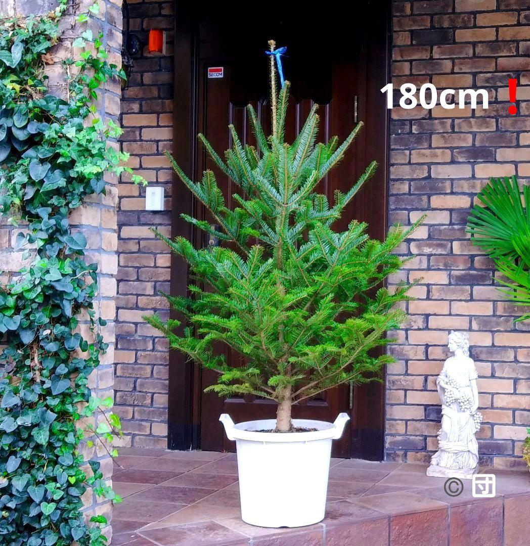 もみの木 モミの木 苗木 大型180cm❗整った樹形❗ 極太 クリスマスツリー もみの木 モミの木 苗木 大型180cm❗整った樹形❗ 極太