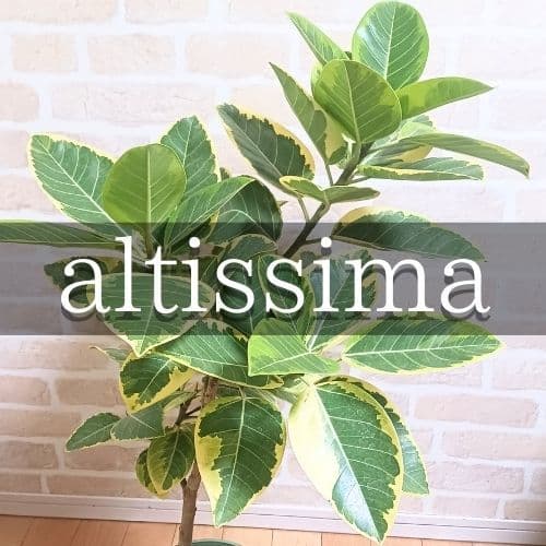 アルテシマ　7号　観葉植物　ゴムノキ Amazon｜観葉植物 ゴムの木 フィカス アルテーシマ 7号｜観葉植物