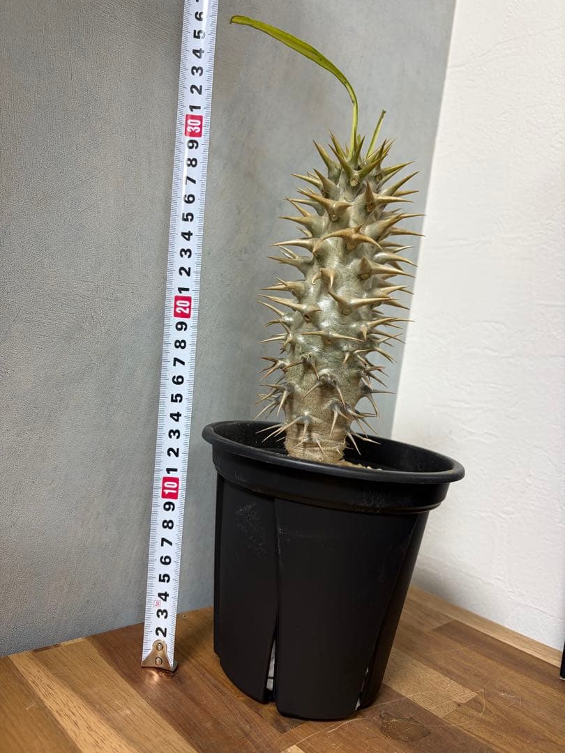【トゲ強め】パキポディウム　アンボンゲンセ　希少　塊根 パキポディウム アンボンゲンセ 実生 Pachypodium ambongense. 塊根植物