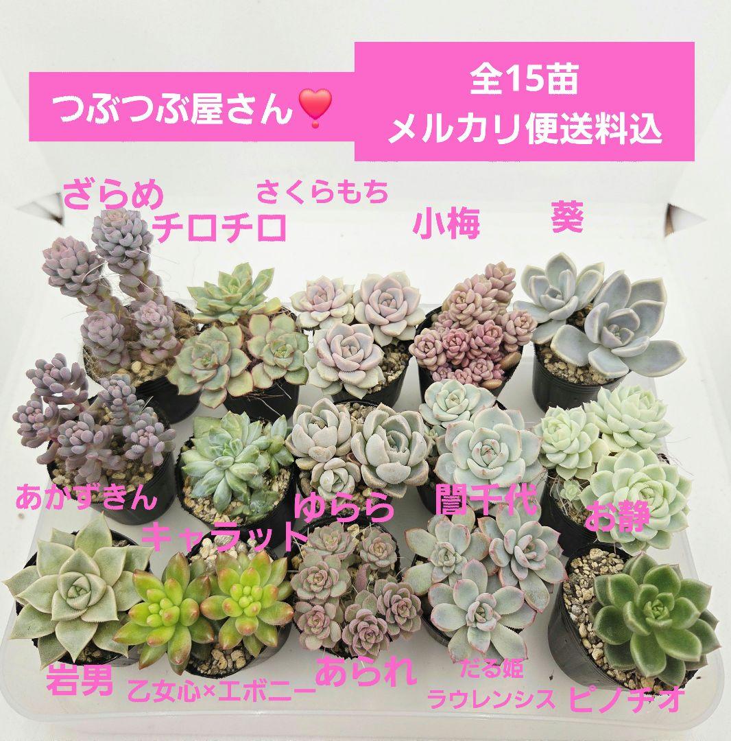 みー❀✼❅様全16苗⑧つぶつぶ屋さん キャラット❣️あられ❣️発根済ネコポス込 つぶつぶ屋さんのはじめての東京でのイベントに行ってきました #つぶ