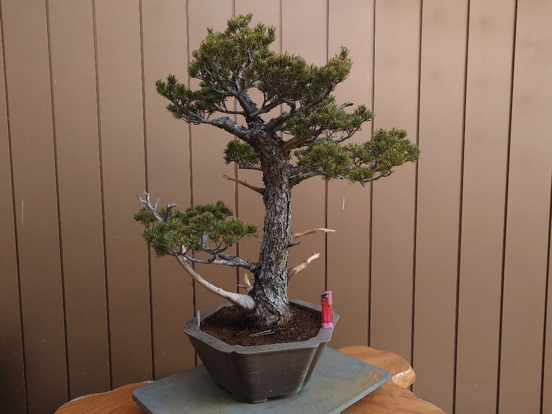 盆栽　瑞祥　五葉松　樹高69cm 盆栽 瑞祥 五葉松 樹高69cm - メルカリ