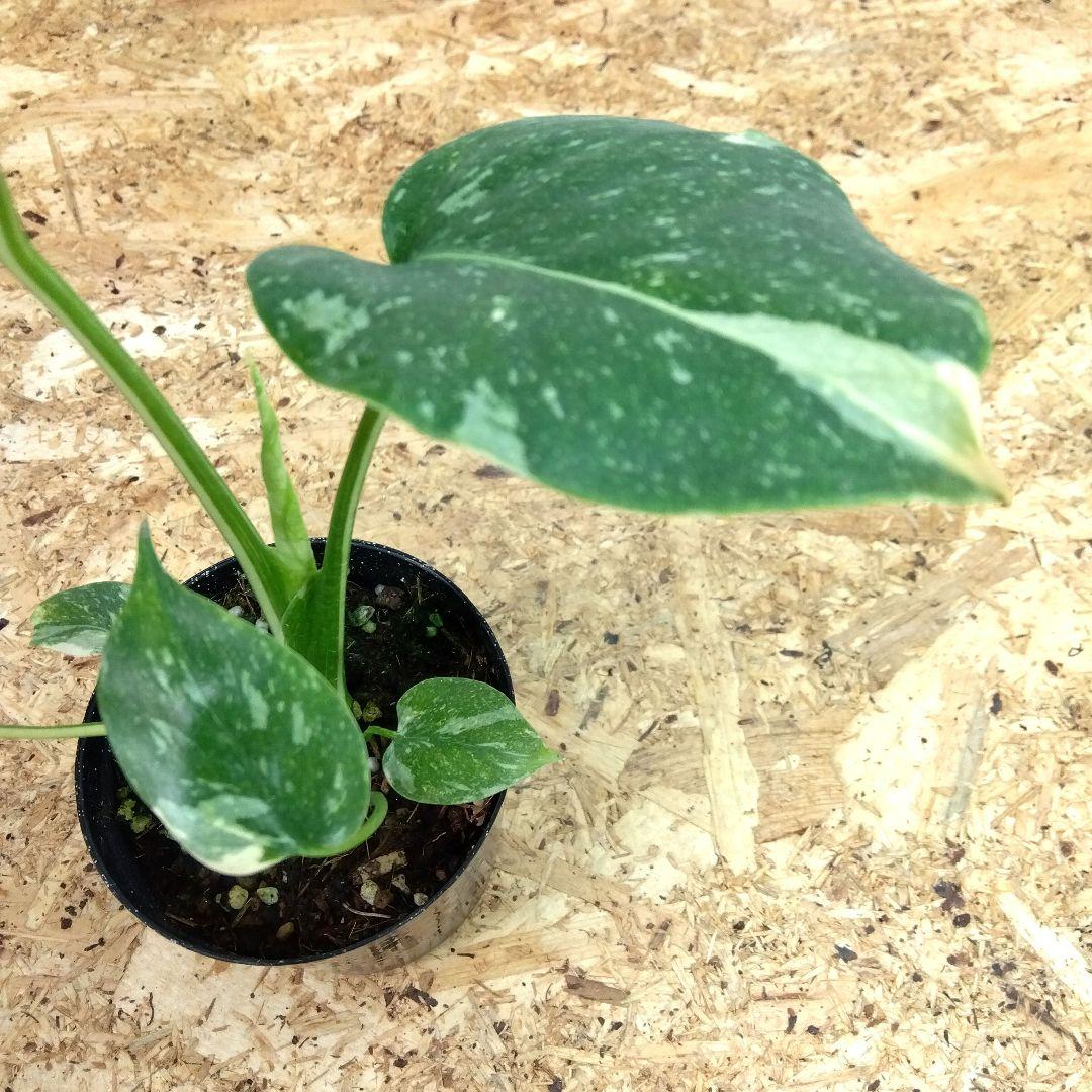 モンステラ デリシオーサ タイコンステレーション 厳選美斑入り‼️3号